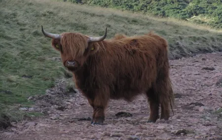 Guided hike in Edinburgh's Pentland Hills