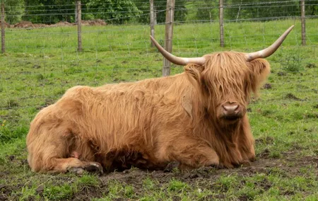 The Highland Cows Experience in Scotland