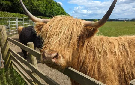 Scotland's Best Shore Excursion-Castles, Highland Cows and Whisky