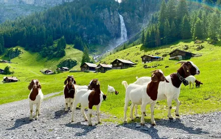 From Zurich: The most beautiful insider spots in Switzerland (private 1-day tour)