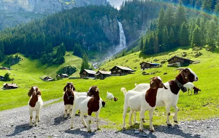 Private tour to the most breathtaking insider spots in Switzerland (1 day)