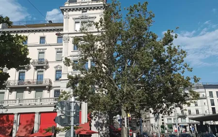 Sightseeing Walking Tour of Zurich