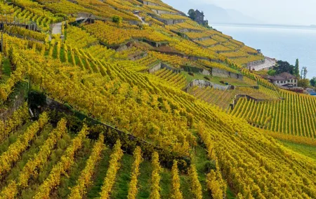 Lavaux Wine and Vineyard Experience with Boat Cruise