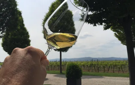 Grape Day out Pfalz to taste cracking Red wines & Riesling