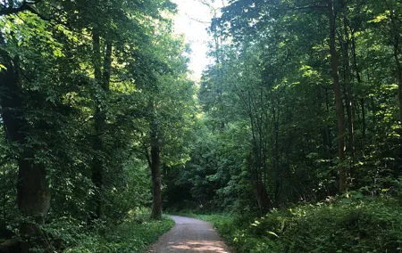 Forest Hike in Heidelberg