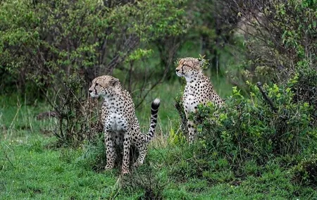 Maasai Mara Lake Nakuru and Amboseli Safari Multi Day Trip