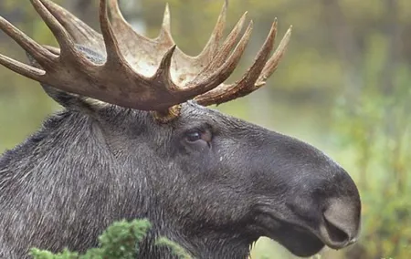 Evening Wildlife Safari from Stockholm