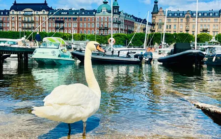 Private Stockholm Luxury Car Adventure City Tour with Guide