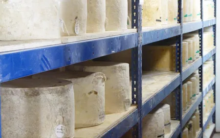 Wells, Cheddar Cheese and Cheddar Gorge - Private Day Trip from Bath