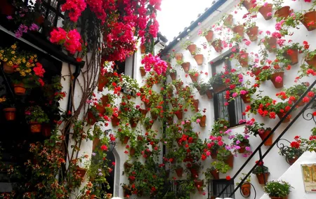 Discover the Patios de Córdoba: guided tour