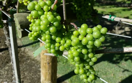 Guided tour of Txakoli wine tasting and tasting of wine and typical products