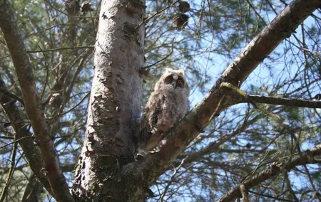 Birdwatching Montes de Toledo Orientales
