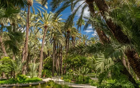 Elche Private Half-Day Tour from Alicante