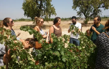 Private Wine Tour with Wine Tasting and Full Lunch (day trip)