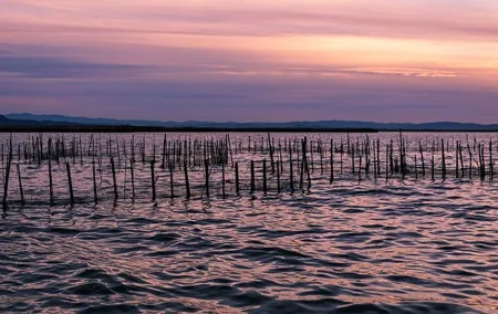 Albufera: Lake, Paella and Birdwatching
