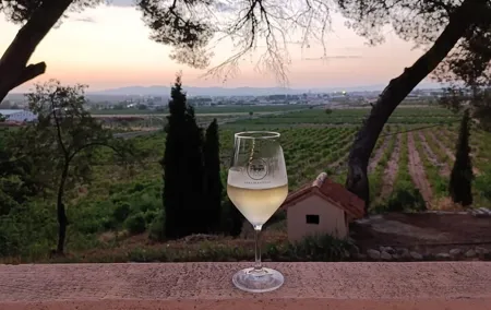 From Valencia Utiel Requena Wine Tour