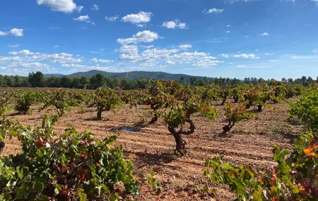 Full Day Private Requena Wineries Premium Tastings