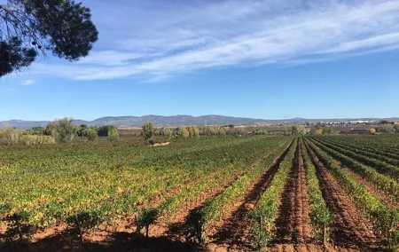 Private, premium: 3 wineries in Valencia region + winery lunch