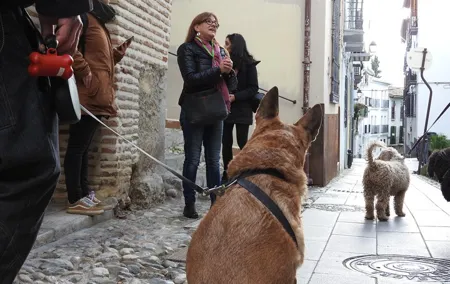 Guided visit to the Realejo with dogs