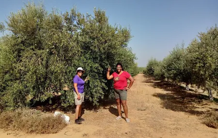 Olive Oil Farm Tour with Tasting from Seville