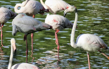 Donana National Park and El Rocío: Guided Tour from Seville