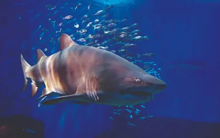 Seville Aquarium Admission Ticket