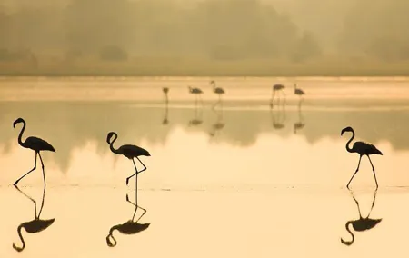 Donana National Park & Matalascanas Guided Tour from Seville