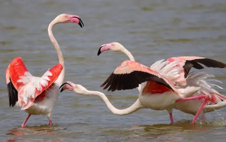 Private Birding & Photography Day Trip to Doñana