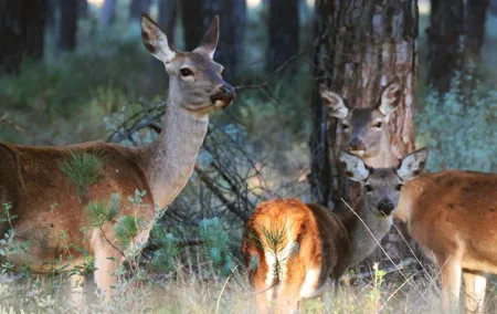 Donana National Park and El Rocío: Private Tour from Seville