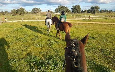 Horseback Riding Experience in Aljarafe, Doñana park from Seville