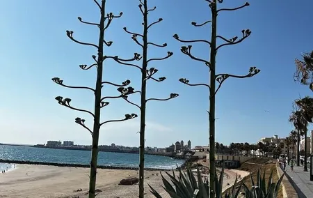 Private Day Trip Cadiz and Jerez from Seville
