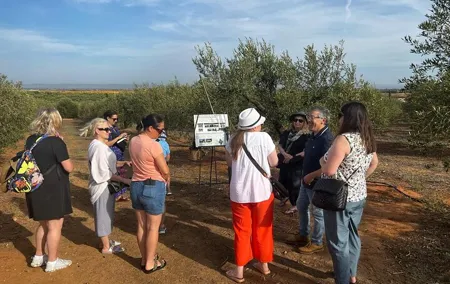 Olive Oil Factory from Seville Private Tour