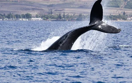 Private tour Fee to see whales and dolphins