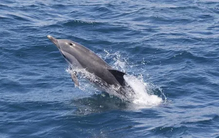 Dolphins Watching in Gibraltar - Day Trip from Seville