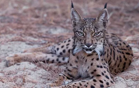 Exploring Doñana and the Iberian Lynx
