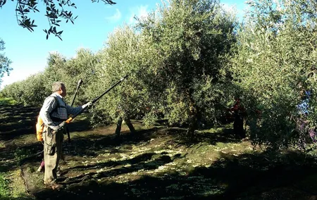 Private Olive Oil Tour from Sevilla