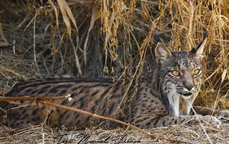 Guided Experience in Doñana in 5 Senses