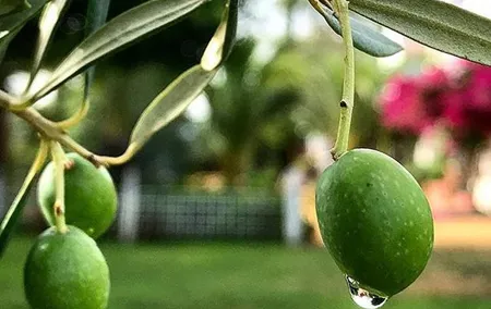 Olive Oil Tasting and Culinary Day Trip in Carmona