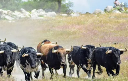 Visit to a brave bull farm in Andalusia