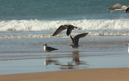 El Rocio, Donana Natural Park and Matalascanas Beach Day Trip from Seville