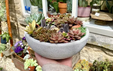 Succulent Bowl Planting Activity in Cirencester