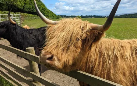 Loch Lomond, Highland Cows, Victorian Town, Castle Half-Day Tour
