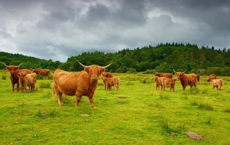 Highlights of Scotland Private Day Tour with Scottish Local