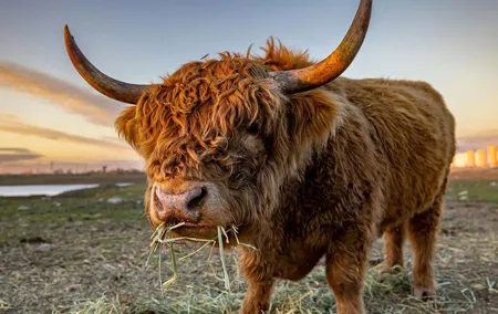 Highland Lochs & Castles Tour to Oban & Glencoe
