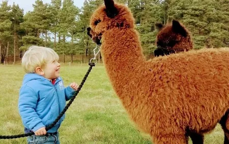Highland Cows, Walk Alpacas, Scottish Wildlife Centre and Kelpies