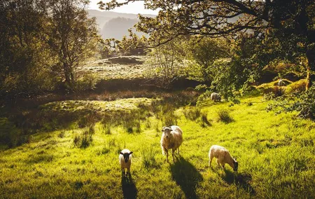 Windermere & Lake District Tour from Manchester Including Cruise