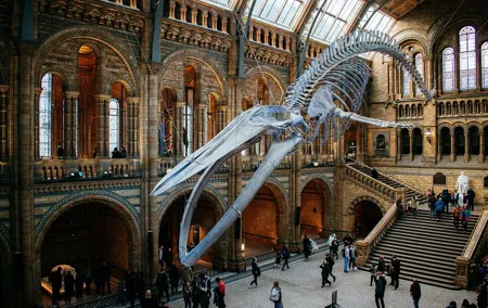 London: Natural History Museum Audio Tour and Free Entry Ticket