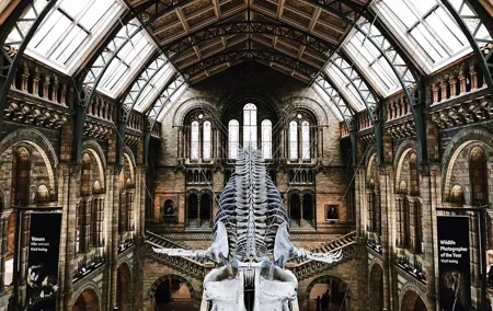 Natural History Museum London Guided Tour Semi-Private 8ppl Max