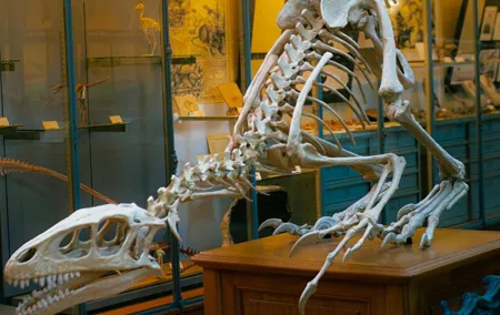 Natural History Museum London Private Guided Tour