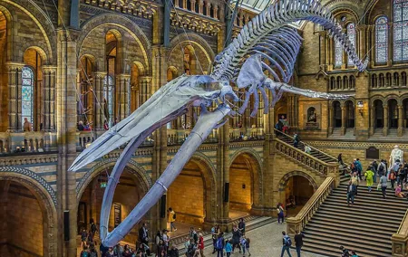 London Natural Marvels Museum Expedition Tour